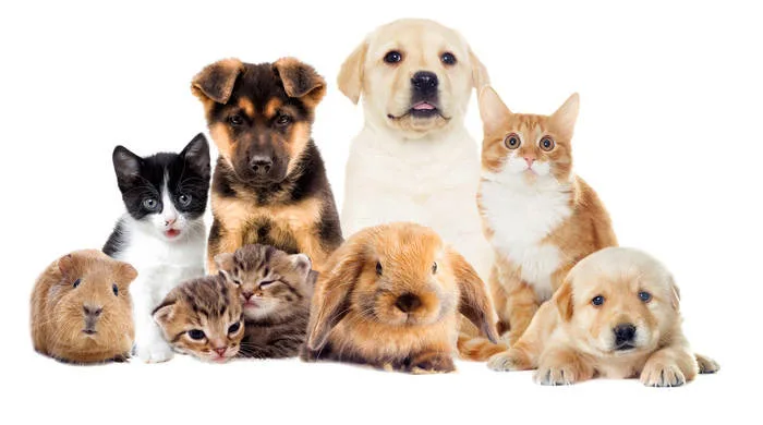 The Best Pet Products for 2024: Essential Gear, Tech, and Wellness Items for Happy Pets