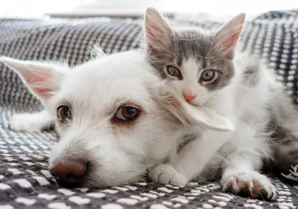 The Ultimate Pet Parent’s Guide: How to Choose the Right Supplies for Your Furry Friend
