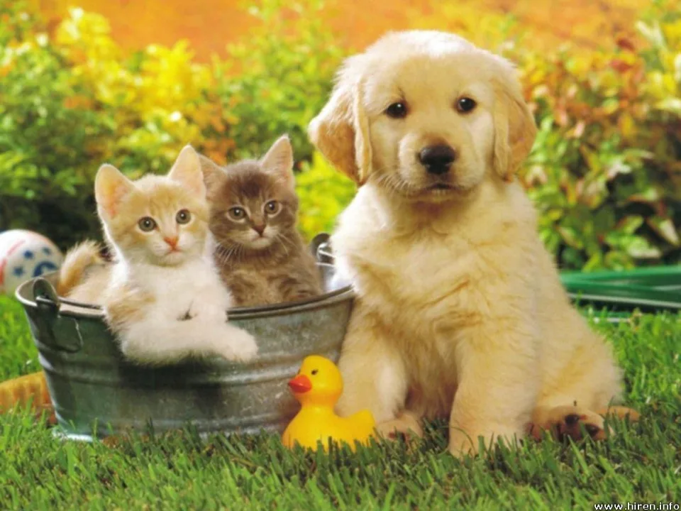 The Ultimate Guide to the Best Pet Products for a Happy and Healthy Companion